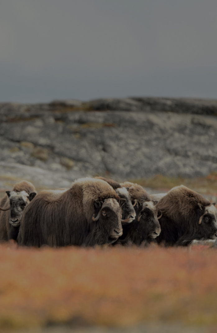 buffalos